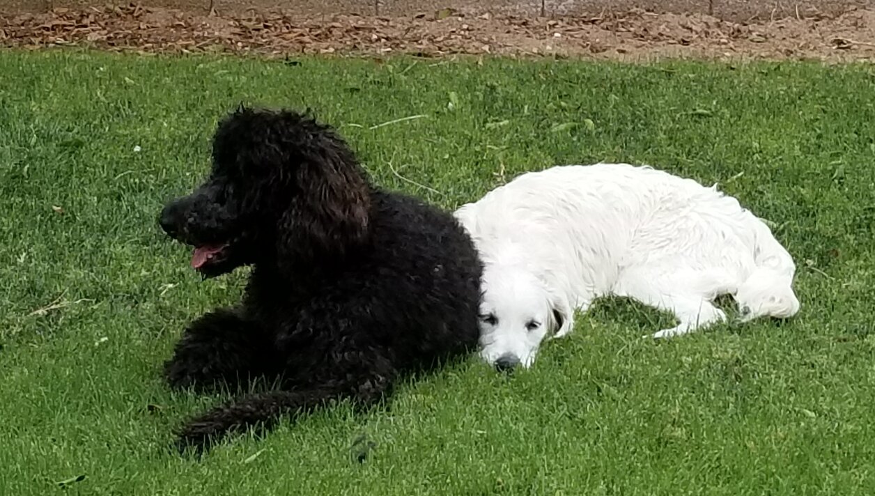 Image of puppies lying in grass